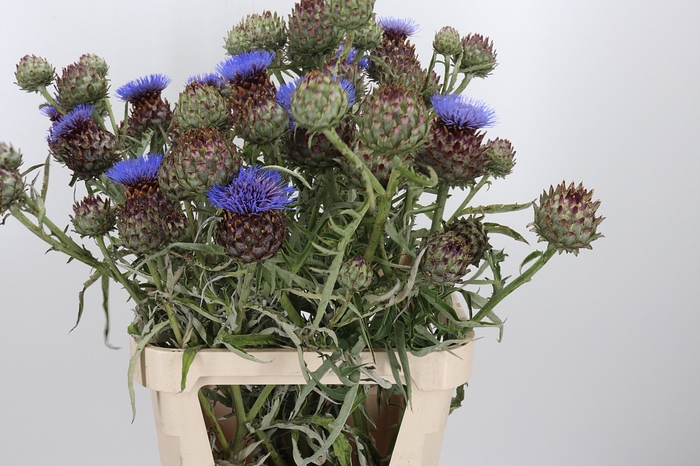 <h4>Cynara Cardunculus</h4>
