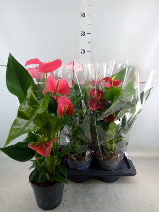 <h4>Anthurium   ...mix</h4>