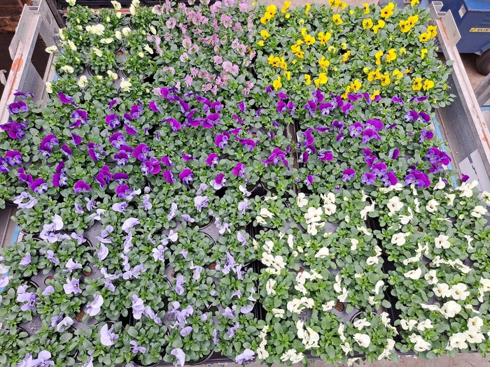 <h4>VIO CORNUTA</h4>