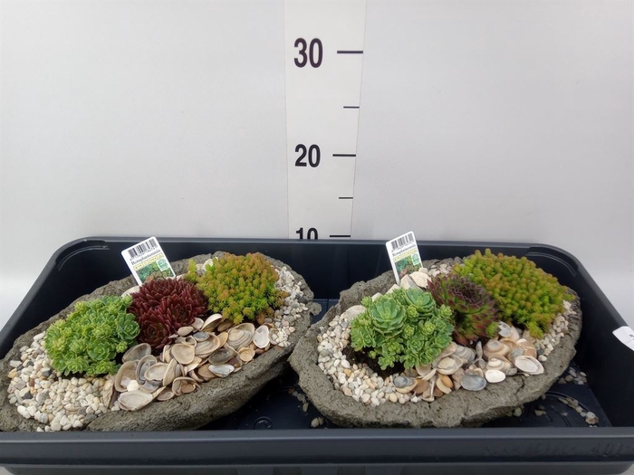 <h4>Arr.   Tuinplanten L%</h4>