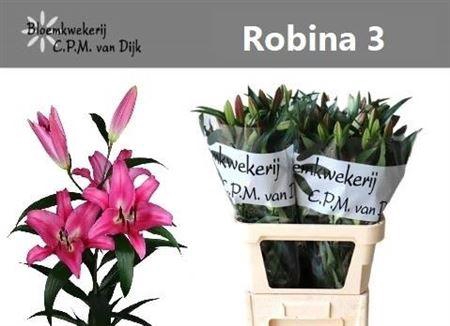 <h4>Li Ot Robina</h4>