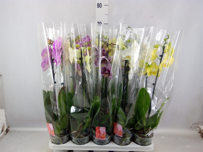 <h4>Phalaenopsis   ...mix</h4>