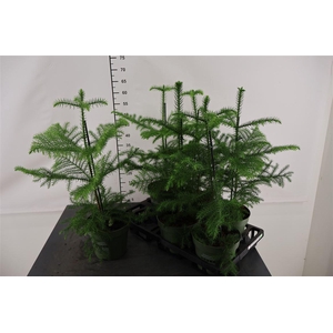 Araucaria 17 Cm. P. Heterophylla Nordic Pine