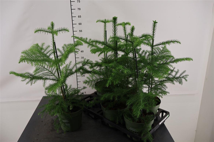 <h4>Araucaria 17 Cm. P. Heterophylla Nordic Pine</h4>