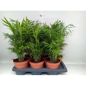 Chamaedorea elegans