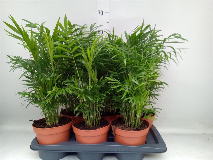 <h4>Chamaedorea elegans</h4>