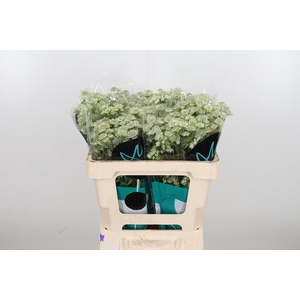 Astrantia Wit Billion Stars