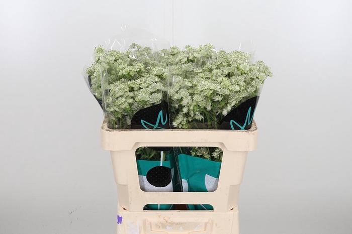 <h4>Astrantia Wit Billion Stars</h4>