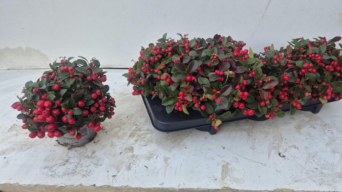 <h4>GAULTH PROCUMBENS</h4>