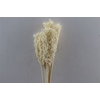 Pres Sorghum 6pc Bleached Bunch
