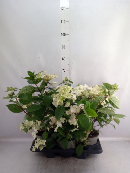 <h4>Hydrangea pan.</h4>