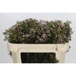 Chamelaucium Jupiter Solar