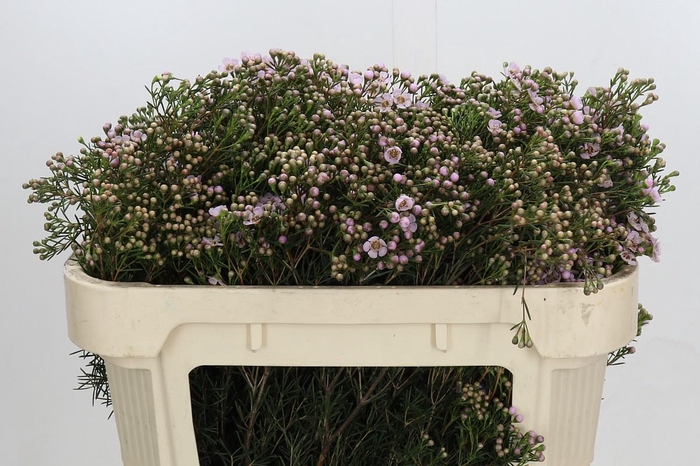 <h4>Chamelaucium Jupiter Solar</h4>