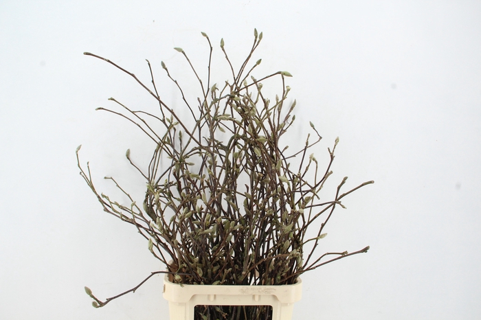 <h4>MAGNOLIA GRANDIFLORA X30</h4>