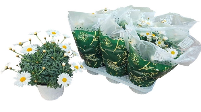 <h4>Argyranthemum frut. Stella 2000</h4>