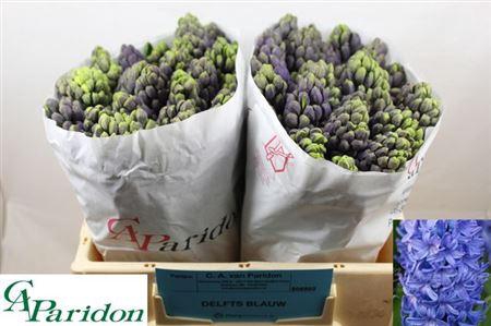 <h4>Hyac Delft Blue</h4>