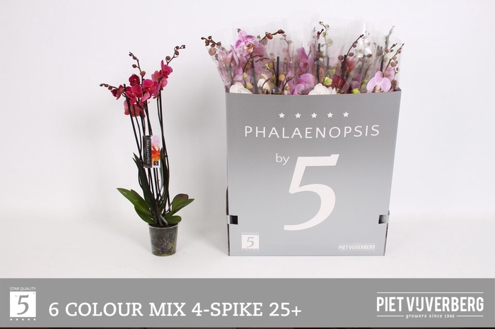 <h4>PHAL GEM 6 KL</h4>