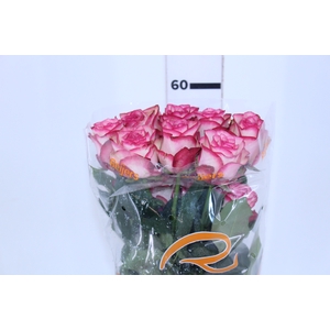 ROSA PALOMA 060 CM