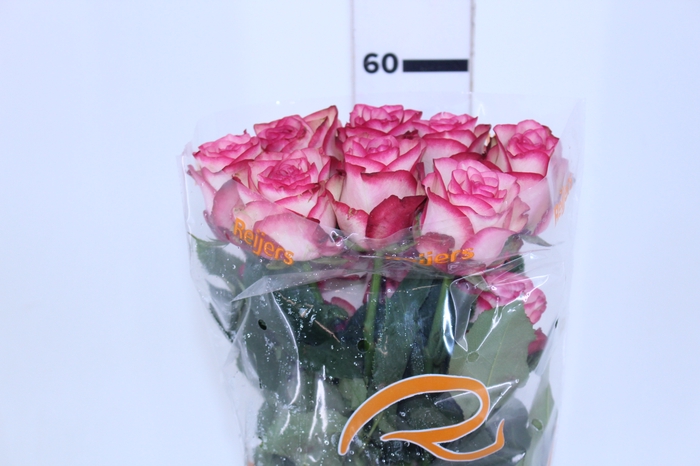 ROSA PALOMA 060 CM