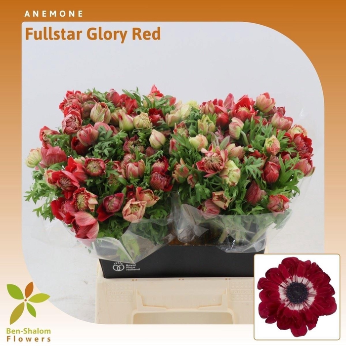 <h4>ANEM CO FSTAR GL RED</h4>