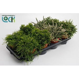 Rhipsalis Mix