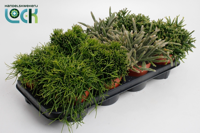 <h4>Rhipsalis Mix</h4>