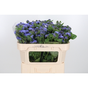 Ageratum Blue Horizon