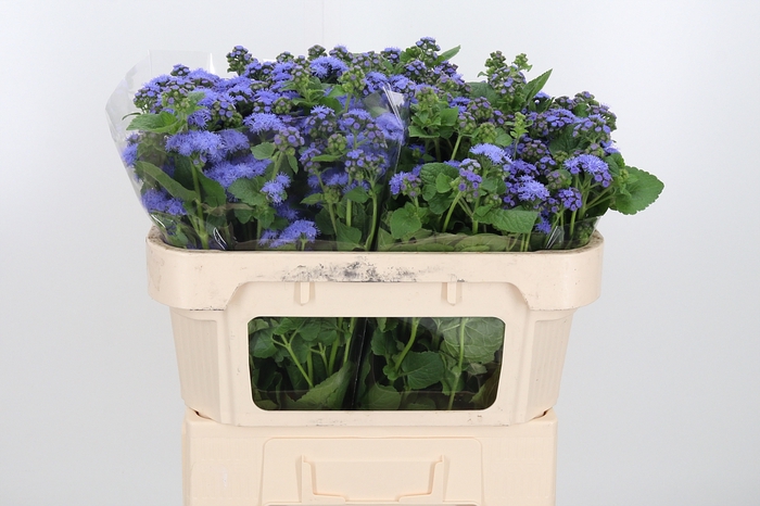 <h4>Ageratum Blue Horizon</h4>
