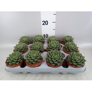 Echeveria   ...