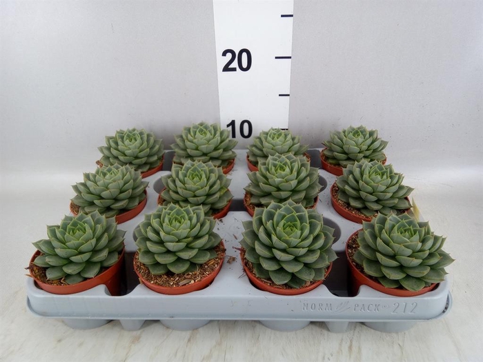 <h4>Echeveria ...</h4>