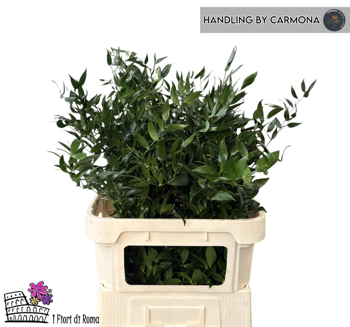 <h4>DANAE RACEMOSA</h4>