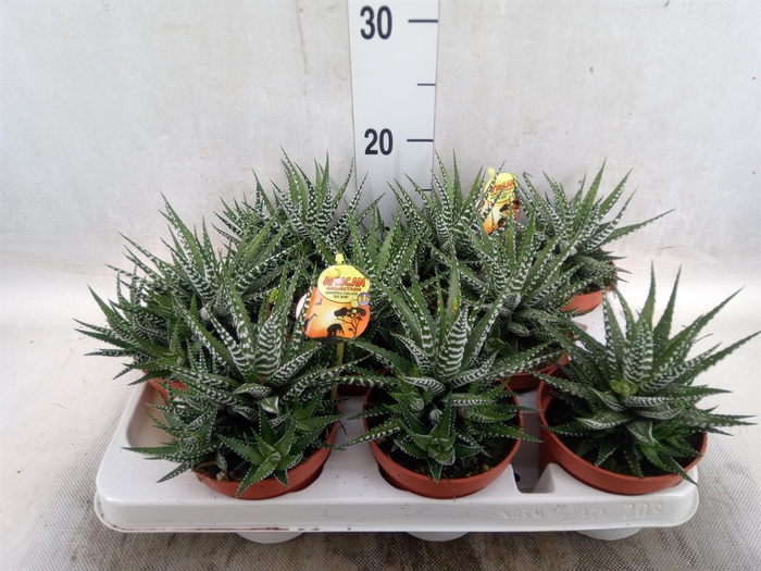 Haworthia fasciala 'Big Band'