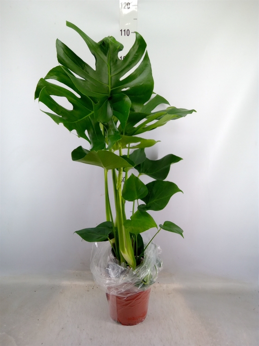 <h4>Monstera delic.</h4>