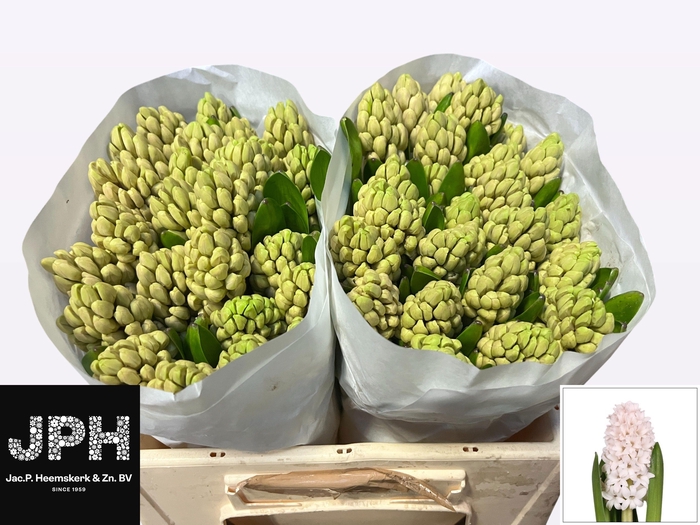 <h4>HYAC CHINA PINK</h4>