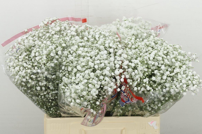 <h4>Gyps Pa Xlence</h4>