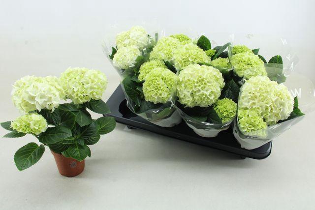 <h4>HYDR M WUDU P10</h4>