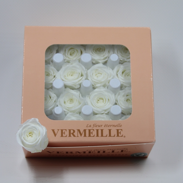 <h4>Rose Ava Ivory</h4>