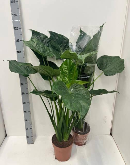 <h4>ALOC CUCULLATA</h4>