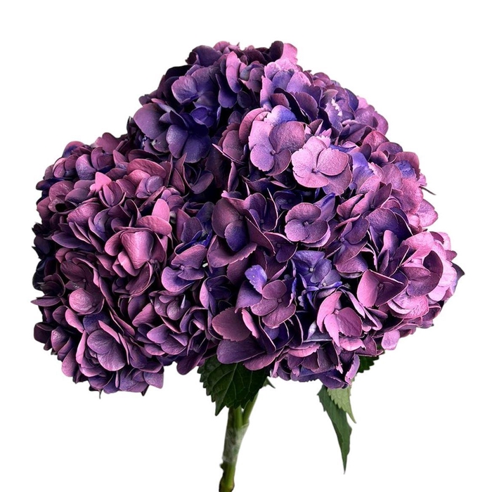 <h4>Hyd . Lilac Abs. Box Ex</h4>