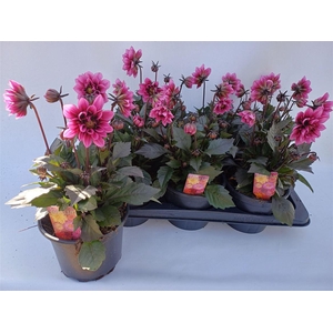 Dahlia Decor Grp Labella Grande Rose