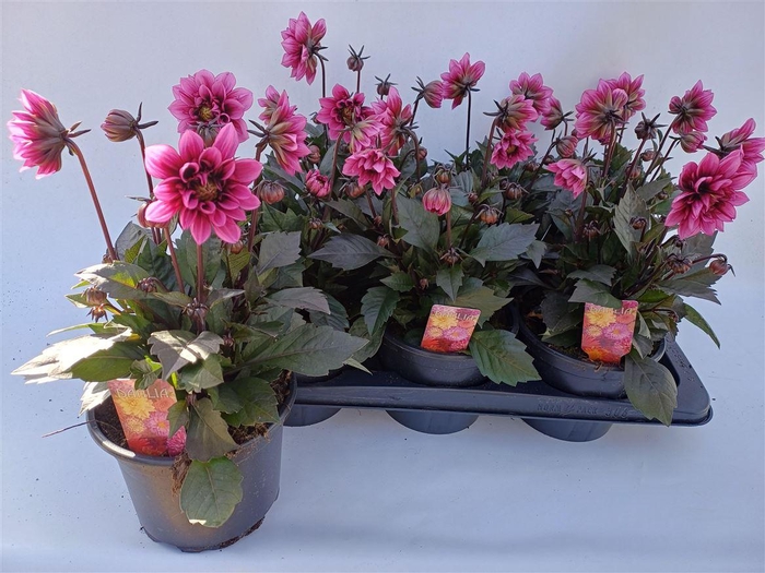 <h4>Dahlia Decor Grp Labella Grande Rose</h4>