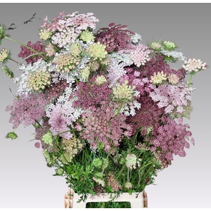 DAUCUS CAROTA DARA