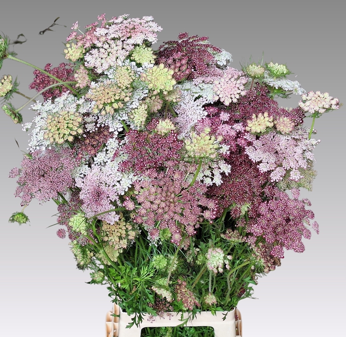 <h4>DAUCUS CAROTA DARA</h4>
