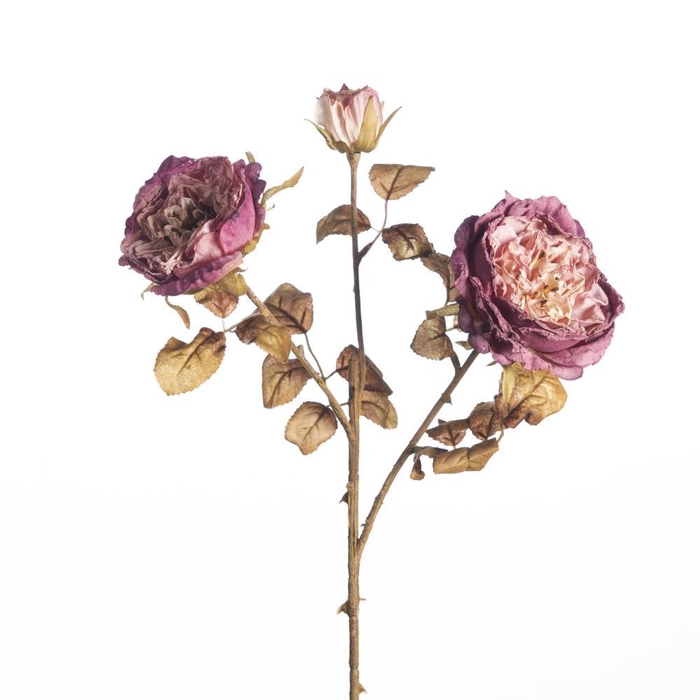 <h4>AF Rosa Dried x3 L60cm Purple</h4>