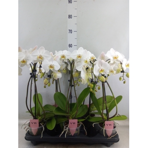 Phalaenopsis  'Ant Leeds'