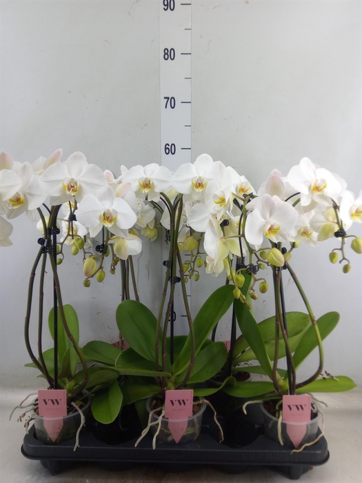 <h4>Phalaenopsis  'Ant Leeds'</h4>