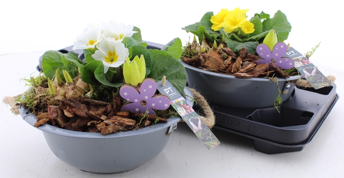 <h4>ARR PL IN SCHAAL</h4>