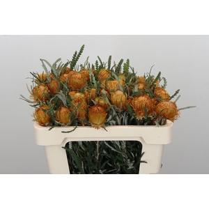 Banksia Dryandra
