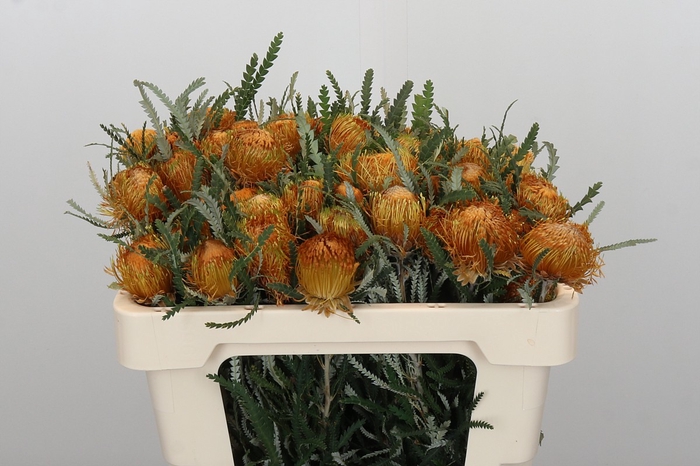 Banksia Dryandra