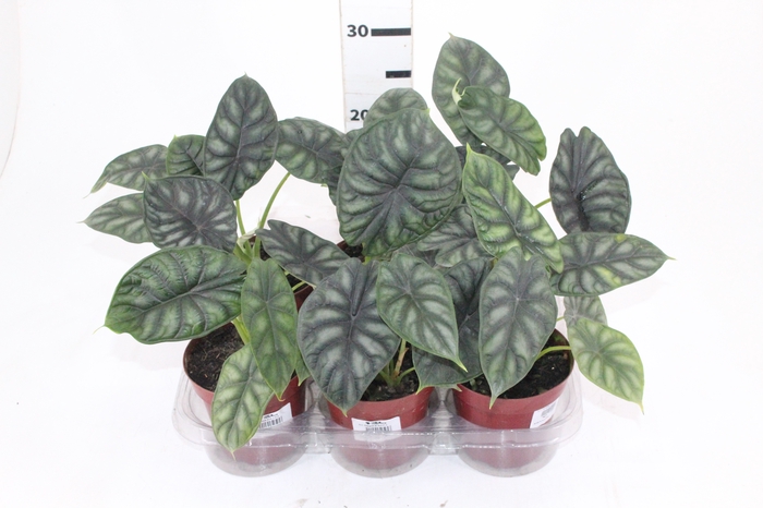 <h4>ALOCASIA DRAGON SCALE P12</h4>